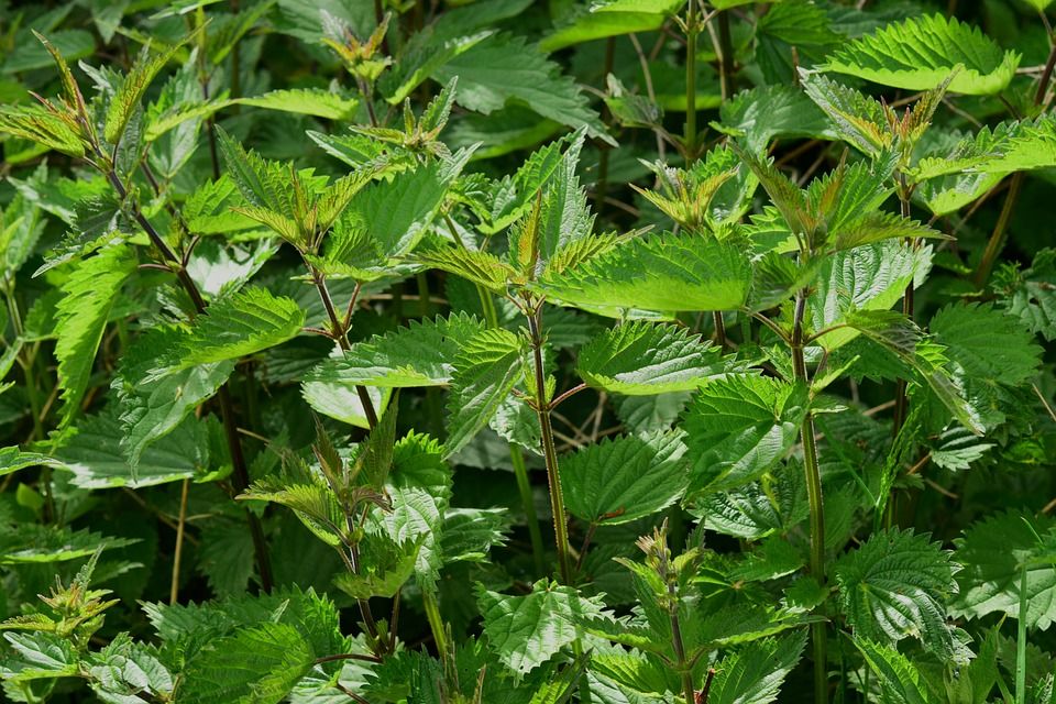 svc3 weed control
