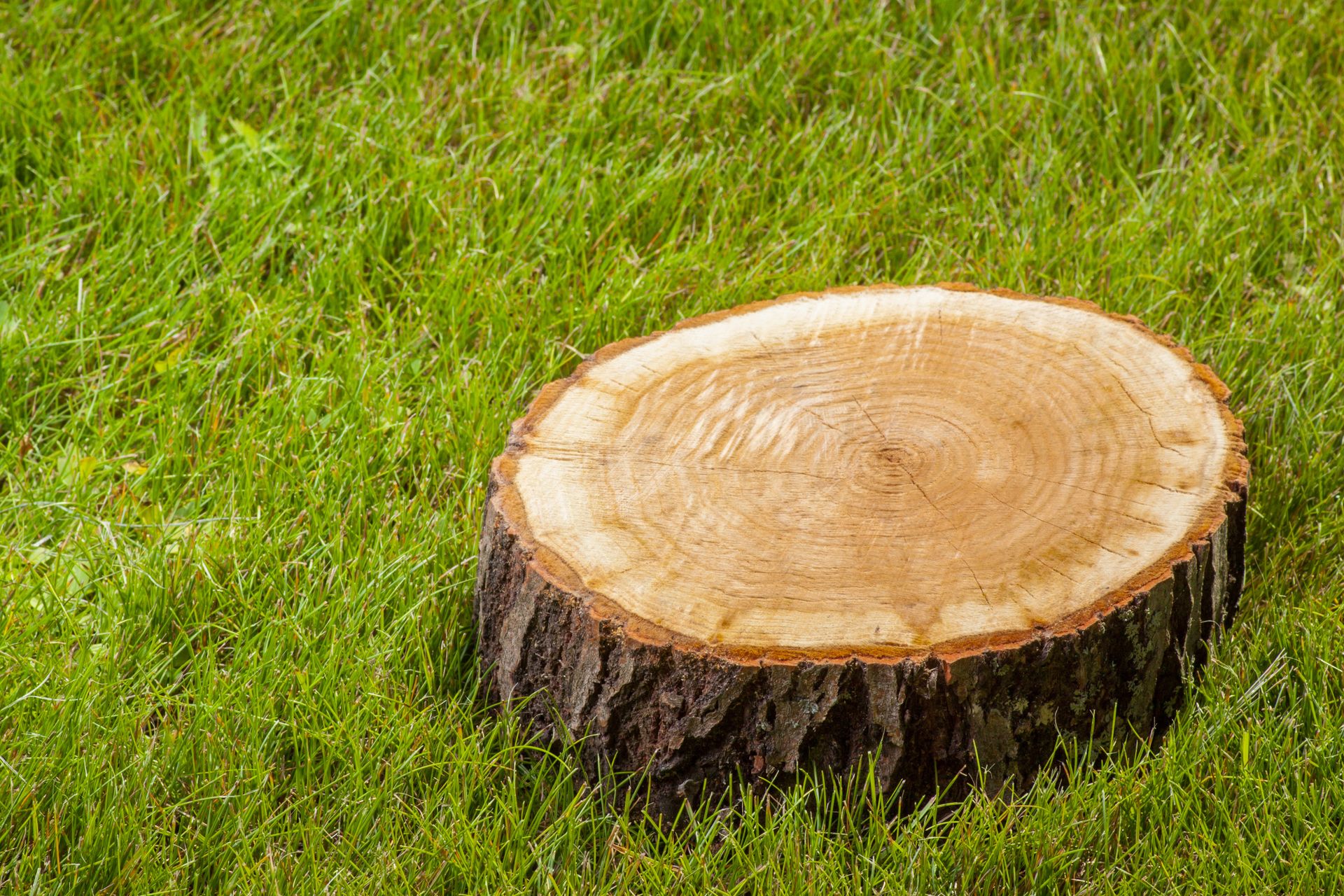 svc2 stump grinding