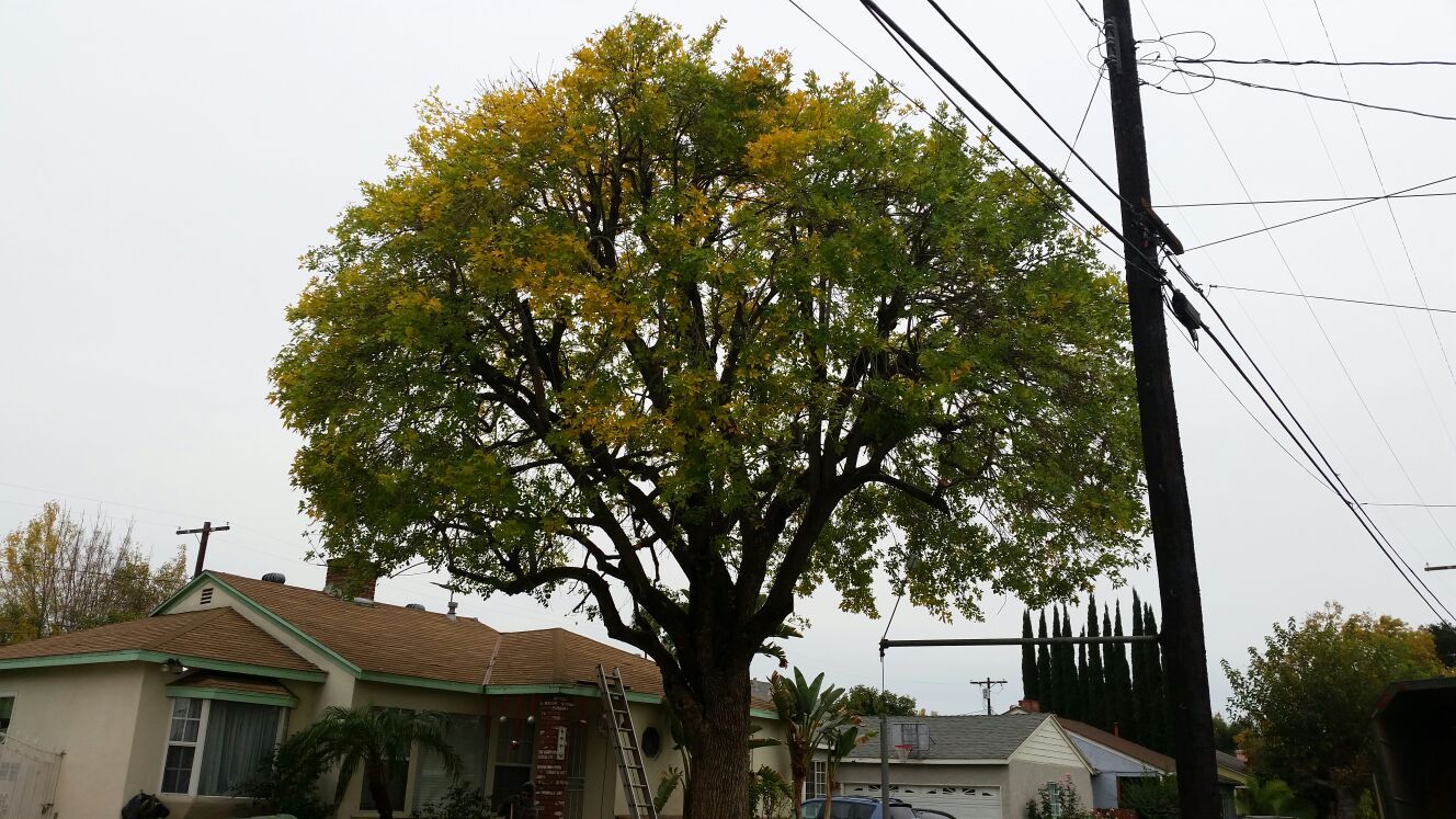 sld1 tree contractor