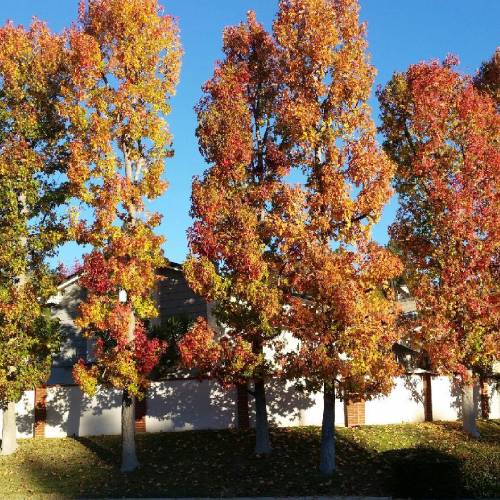 Tree Service